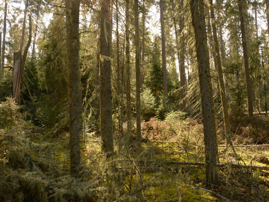 Boreal forest in southern Manitoba
