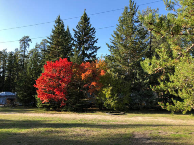 Pine and other trees are displaying fall colours.