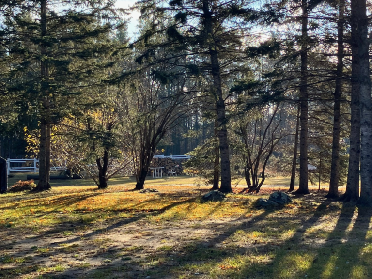 View of trees from a seasonal site